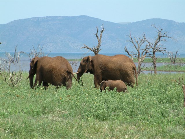 elephants at kwazulu natal lodges